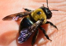 Abejas Fumigaciones Guadalajara