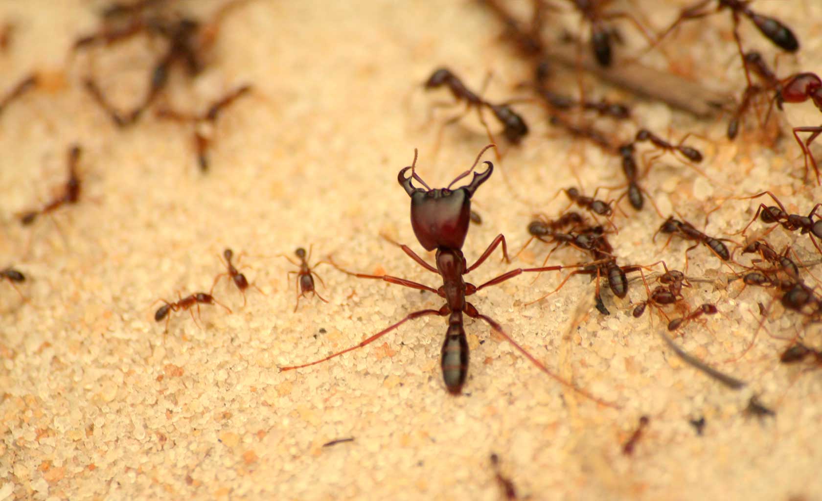 FUMIGACION DE HORMIGAS GUADALAJARA