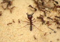 Hormigas en Fumigaciones Guadalajara