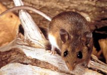 Ratones, ratas, roedores en Fumigaciones Guadalajara